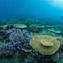 Parc de la Grande Barrière de corail, Australie - crédits : Pete Atkinson/ Photographer's Choice/ Getty Images