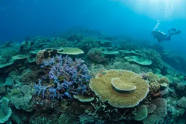 Parc de la Grande Barrière de corail, Australie - crédits : Pete Atkinson/ Photographer's Choice/ Getty Images