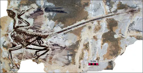 Dinosaure à plumes : <em>Microraptor gui</em> - crédits : Xing Xu, avec l'aimable autorisation de Nature, 23 janvier 2003, vol. 421, p. 336, Macmillan Publishers Ltd.