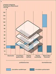 Pression artérielle et résistances vasculaires - crédits : Encyclopædia Universalis France