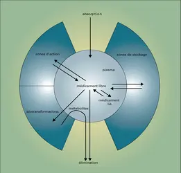 Sort d'un médicament dans l'organisme - crédits : Encyclopædia Universalis France