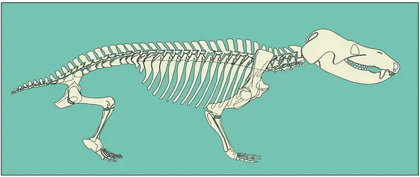 Cynodonte : squelette - crédits : Encyclopædia Universalis France