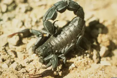 Scorpion : <it>Androctonus mauritanicus</it> - crédits : M. Goyffon