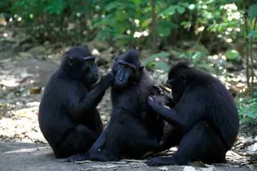 Macaques - crédits : Ronny Adolof Buol/ Pacific Press/ LightRocket/ Getty Images