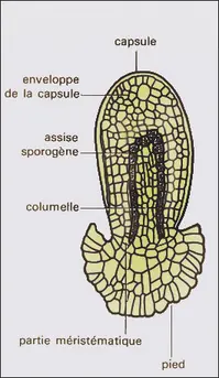 Anthocérotales : sporophyte