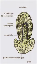 Anthocérotales : sporophyte - crédits : Encyclopædia Universalis France