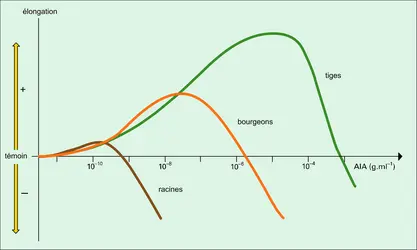 AIA action sur la croissance - crédits : Encyclopædia Universalis France