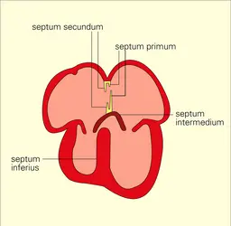 Cœur de l'embryon humain : cloisonnement longitudinal - crédits : Encyclopædia Universalis France