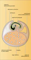 Annexes de l'embryon de poulet - crédits : Encyclopædia Universalis France