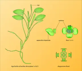 Potamogeton natans - crédits : Encyclopædia Universalis France