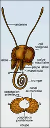 Pieris : Tête et trompe - crédits : Encyclopædia Universalis France