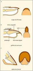 Ongle, griffe et sabot - crédits : Encyclopædia Universalis France