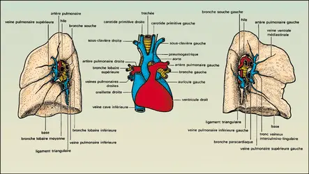 Poumons : face médiastinale - crédits : Encyclopædia Universalis France