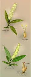Salix alba L. - crédits : Encyclopædia Universalis France