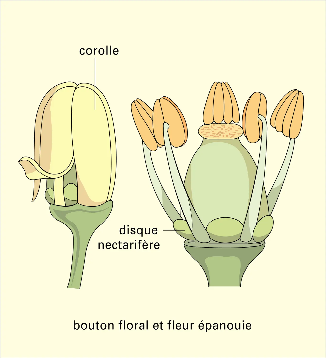 Vigne : fleur et fruit - vue 1