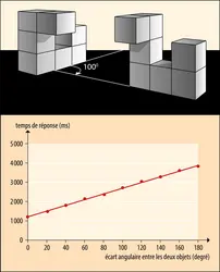 Rotation mentale : paradigme et pattern de réponses - crédits : Encyclopædia Universalis France