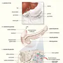Anatomie du pancréas - crédits : Encyclopædia Universalis France
