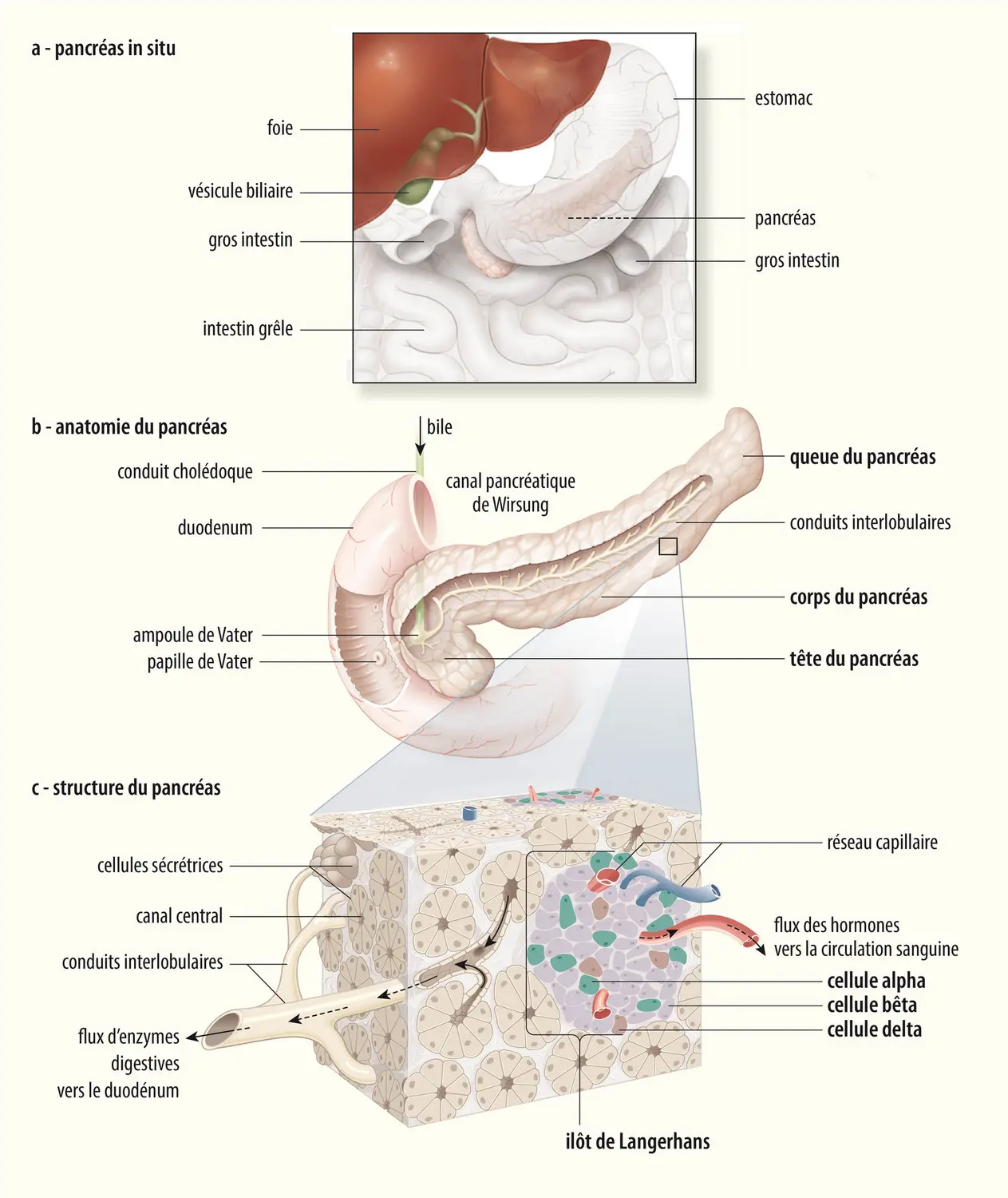 Anatomie du pancréas