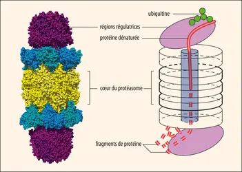 Structure d’un protéasome - crédits : Encyclopædia Universalis France