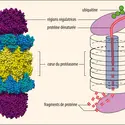 Structure d’un protéasome - crédits : Encyclopædia Universalis France