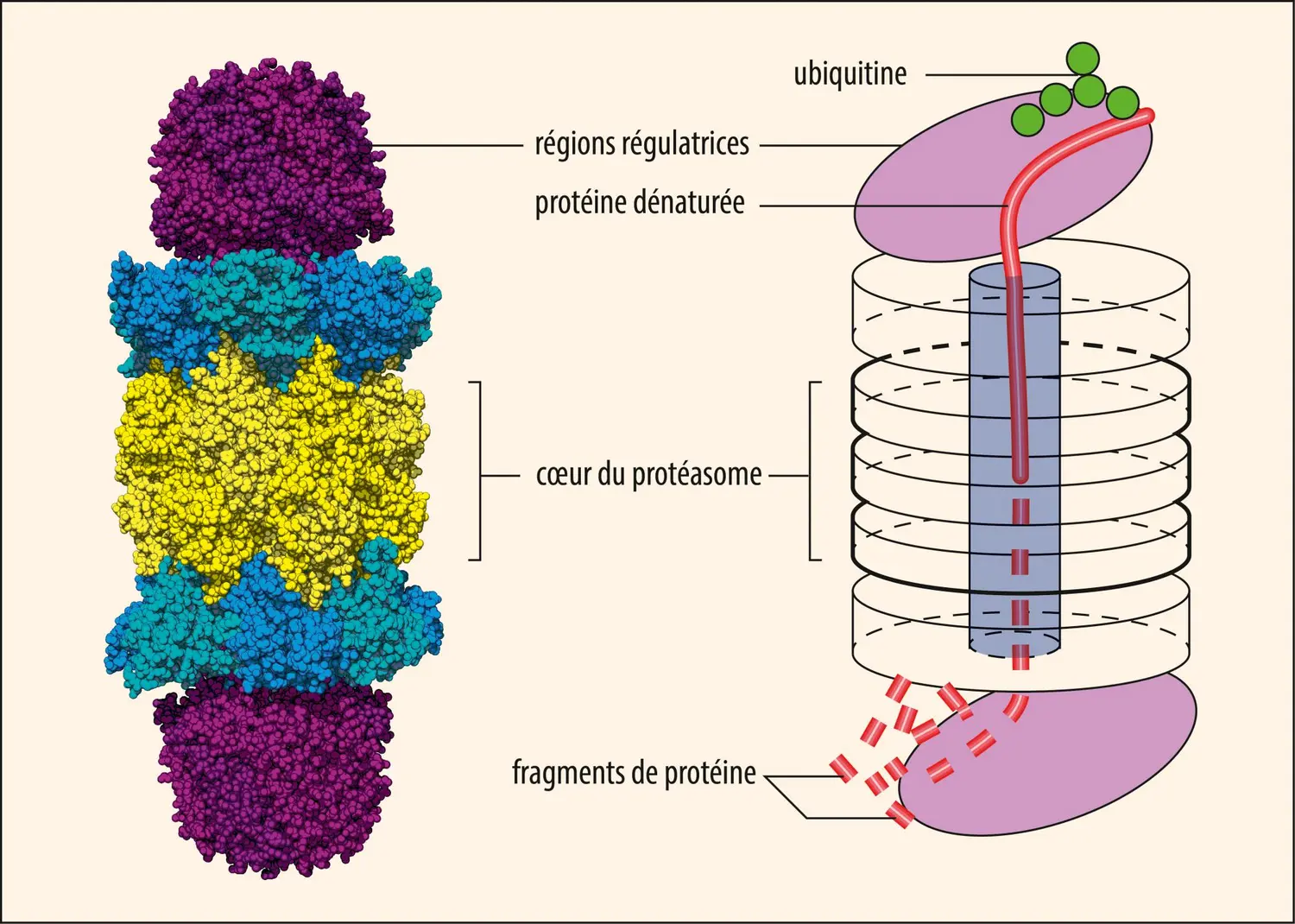 Structure d’un protéasome