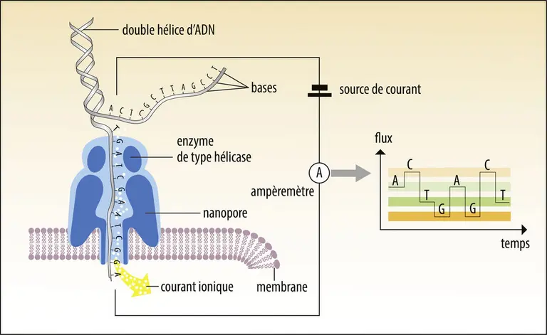 Séquençage de troisième génération par nanopore