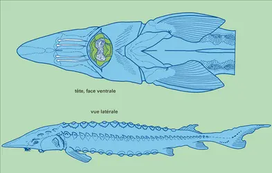 Esturgeon : représentation schématique - crédits : Encyclopædia Universalis France