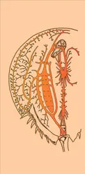 Xiphosura polyphemus - crédits : Encyclopædia Universalis France