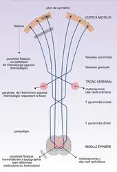 Structures motrices - crédits : Encyclopædia Universalis France