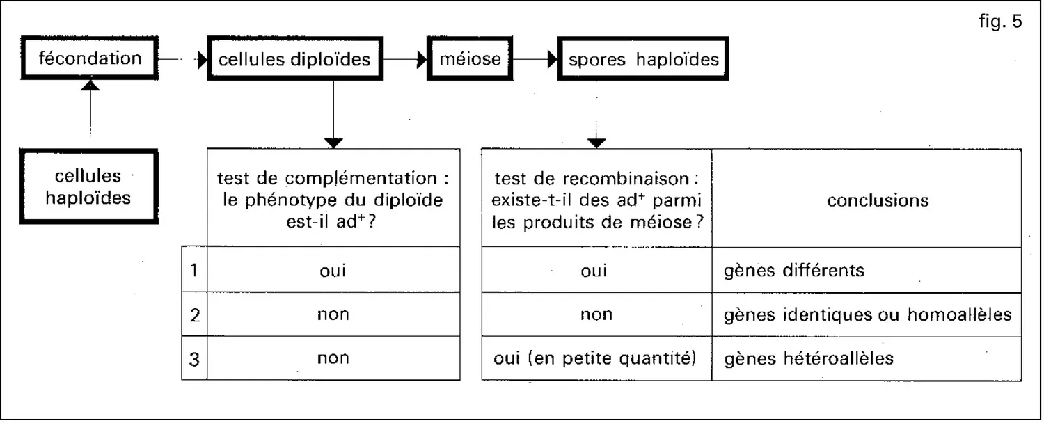 Test d'allélisme