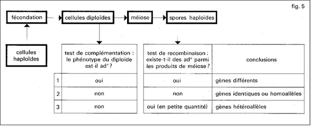 Test d'allélisme - crédits : Encyclopædia Universalis France