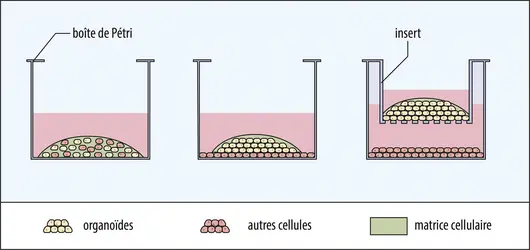 Les différentes méthodes pour cocultiver des organoïdes avec d’autres types cellulaires - crédits : Encyclopædia Universalis France