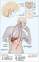 Voies de signalisation de la prise alimentaire - crédits : Encyclopædia Universalis France