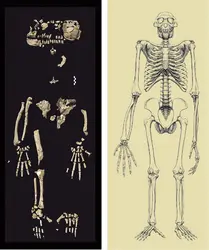 <it>Ardipithecus ramidus</it> - crédits : White et al. & J. H. Matternes, 2009/ Science Mag/ AAAS