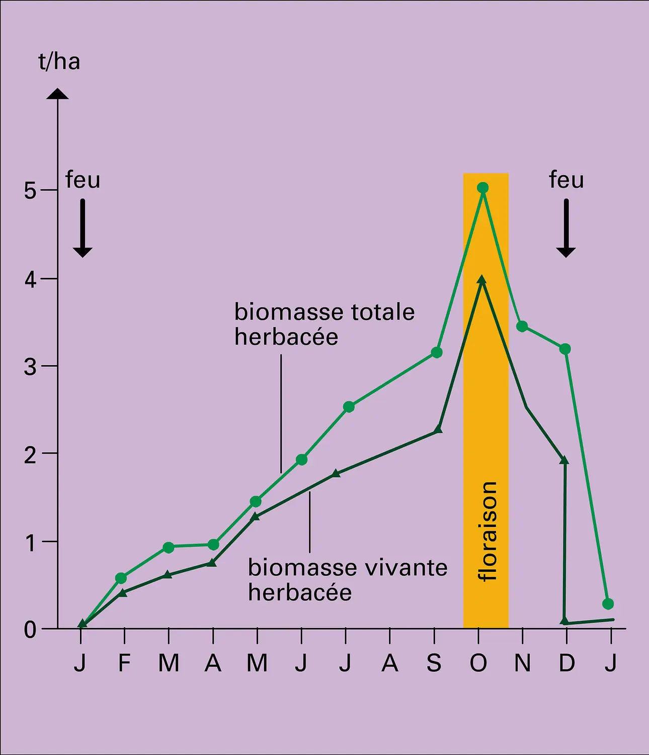 Cycle saisonnier d'une biomasse dans une savane