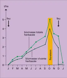 Cycle saisonnier d'une biomasse dans une savane - crédits : Encyclopædia Universalis France