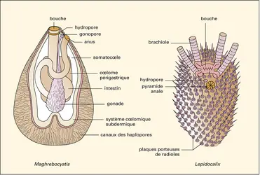 Cœlomes chez un crinoïde paléozoïque et aspect extérieur d'une forme apparentée - crédits : Encyclopædia Universalis France