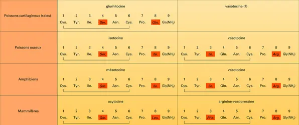 Structures d'hormones neurohypophysaires animales - crédits : Encyclopædia Universalis France