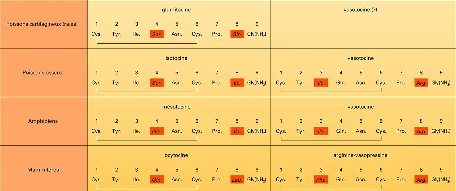 Structures d'hormones neurohypophysaires animales