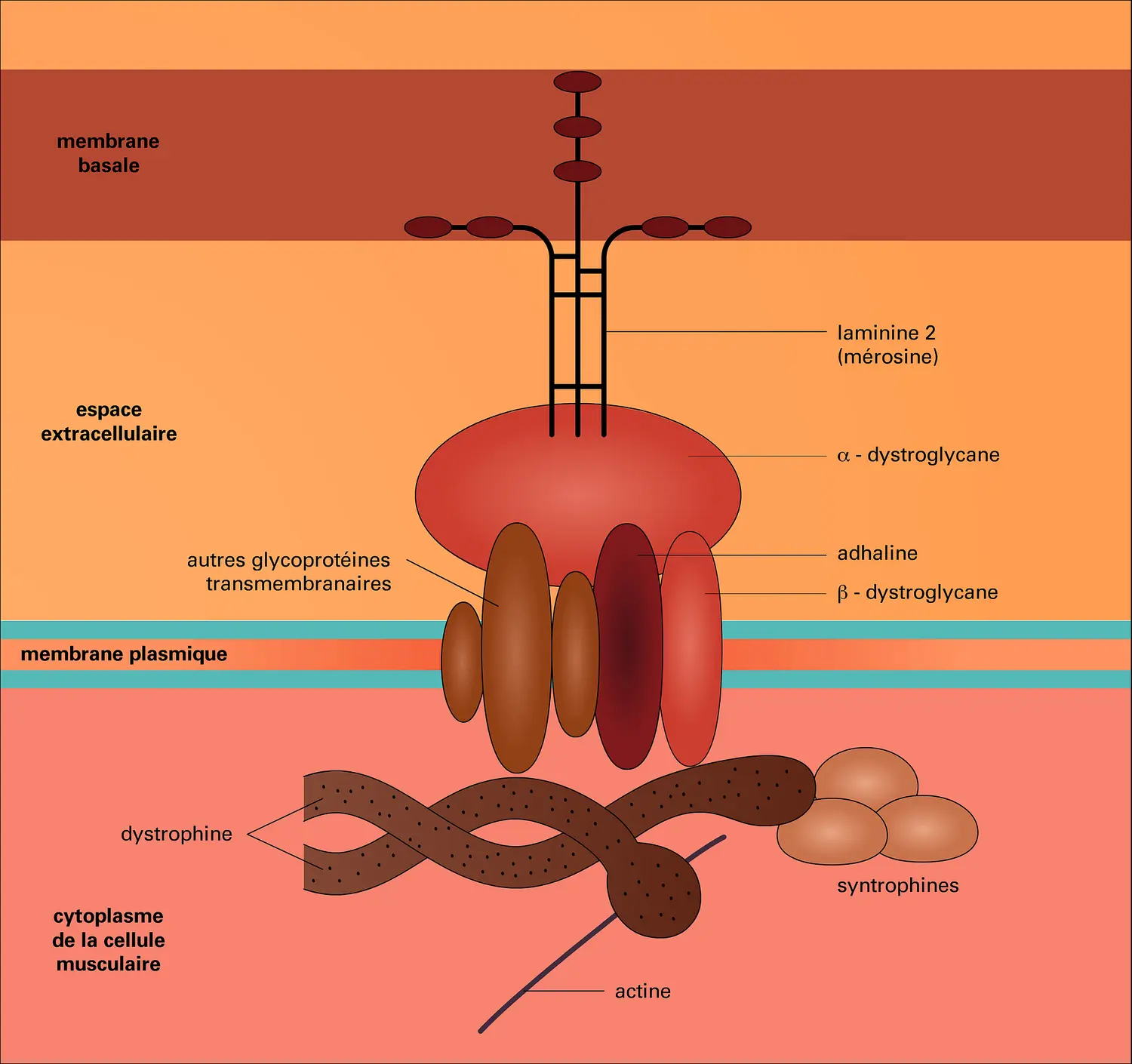 Cytosquelette sous-sarcolemmique de la cellule musculaire