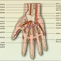 Artères et nerfs - crédits : Encyclopædia Universalis France