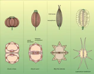 Daucacées : fruits - crédits : Encyclopædia Universalis France