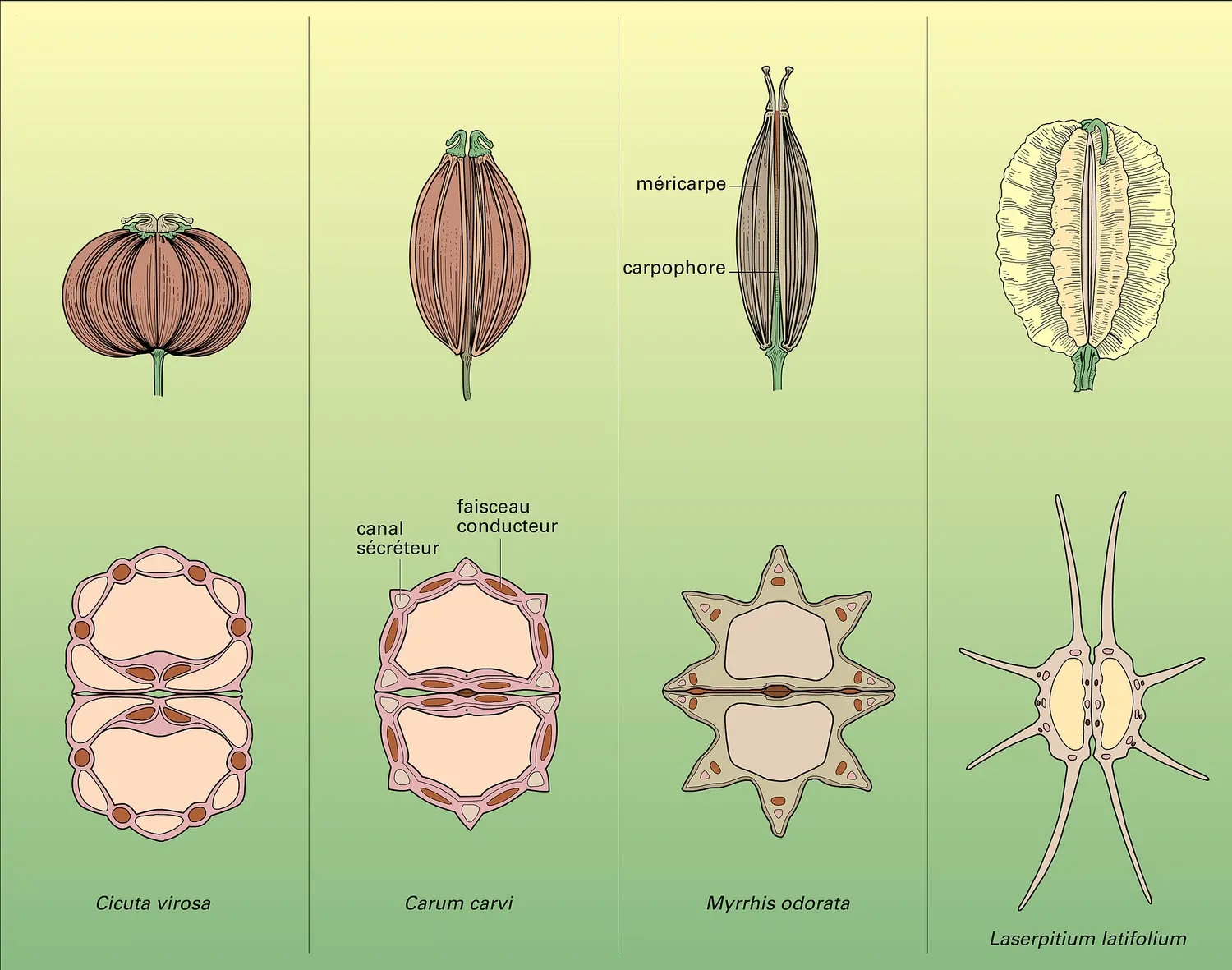 Daucacées : fruits