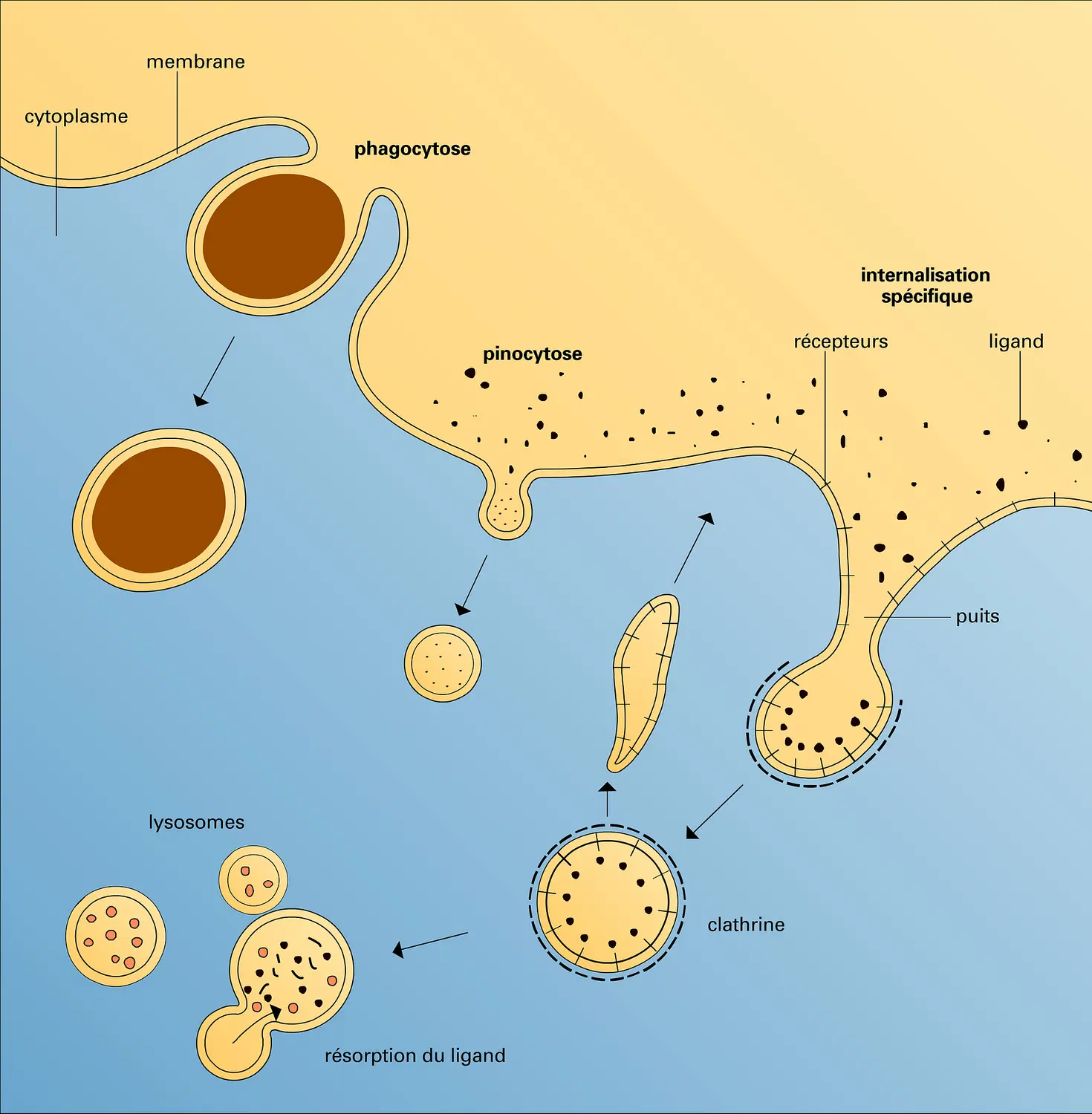 Endocytose : modalités