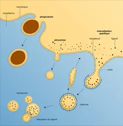 Endocytose : modalités - crédits : Encyclopædia Universalis France