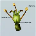 Saururacée : fleur et diagramme floral - crédits : Encyclopædia Universalis France