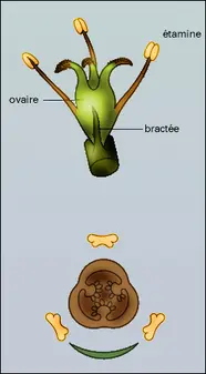 Saururacée : fleur et diagramme floral