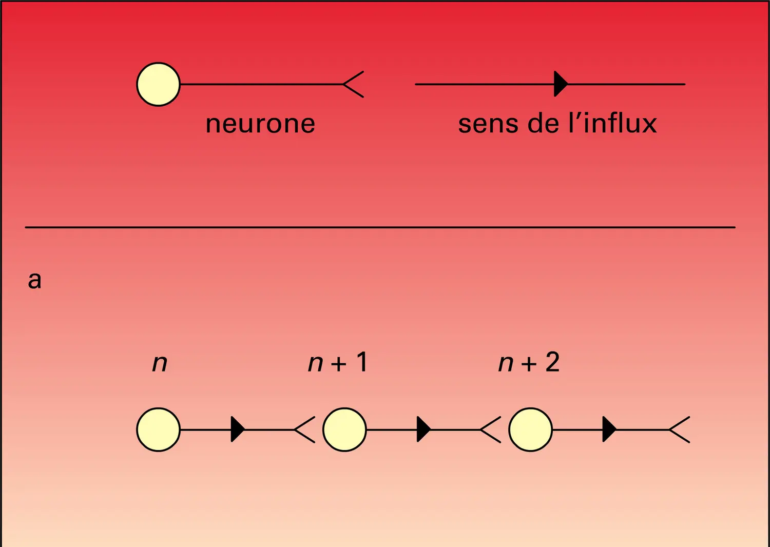 Neurones : modalités d'arrangement d'un système caténaire - vue 1