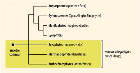 <strong>Le groupe des mousses, un rapprochement contre nature ?</strong> - crédits : Encyclopædia Universalis France