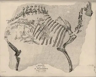 Palaeotherium - crédits : Coll. Eric Buffetaut